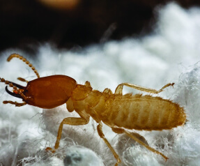 Termites